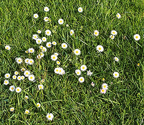 Marde Ross Bellis Perennis daisy flower; quick-spreading, vibrant border plant for sun or partial shade.