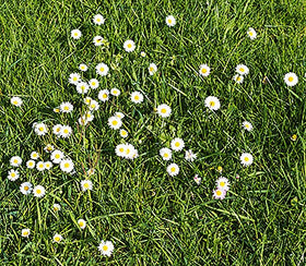 Marde Ross Bellis Perennis daisy flower; quick-spreading, vibrant border plant for sun or partial shade.