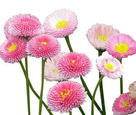 Marde Ross Bellis Perennis ground cover expands gently across beds.