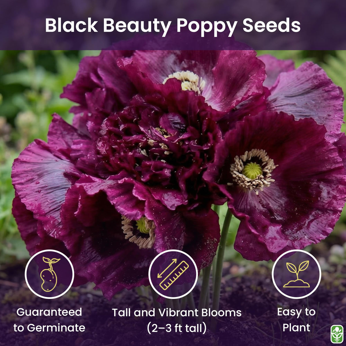 Close-up of Marde Ross Black Beauty seeds for sowing.