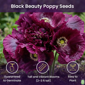 Close-up of Marde Ross Black Beauty seeds for sowing.