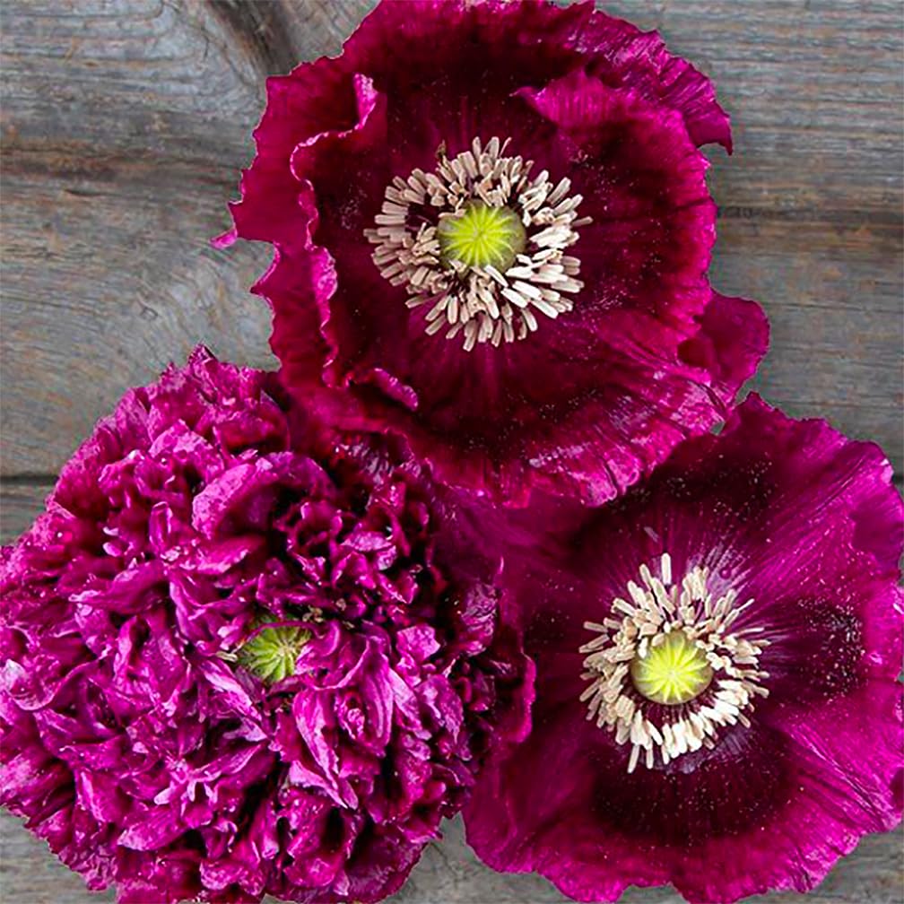 Marde Ross Black Beauty poppy seeds pack ready for border planting.