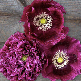 Marde Ross Black Beauty poppy seeds pack ready for border planting.