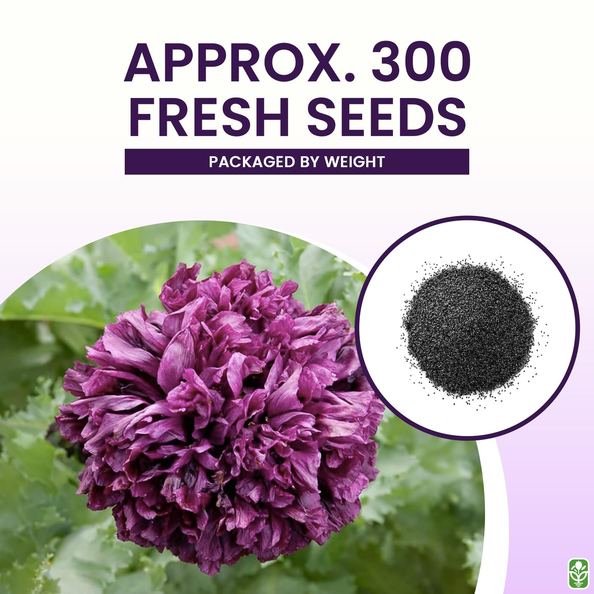 Marde Ross Black Beauty seeds scattered for germination in sunny soil.