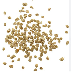 Marde Ross & Company Black Brandywine seeds starting indoors for warmth