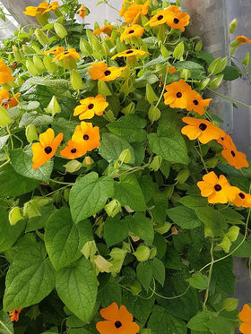 Marde Ross Black-Eyed Susan Vine germination showing young sprouts.