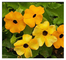 Marde Ross Black-Eyed Susan Vine seeds packet for garden sowing.