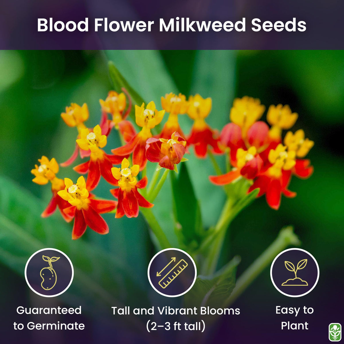Blood Flower Milkweed seed packet from Marde Ross with vivid red-orange blooms.