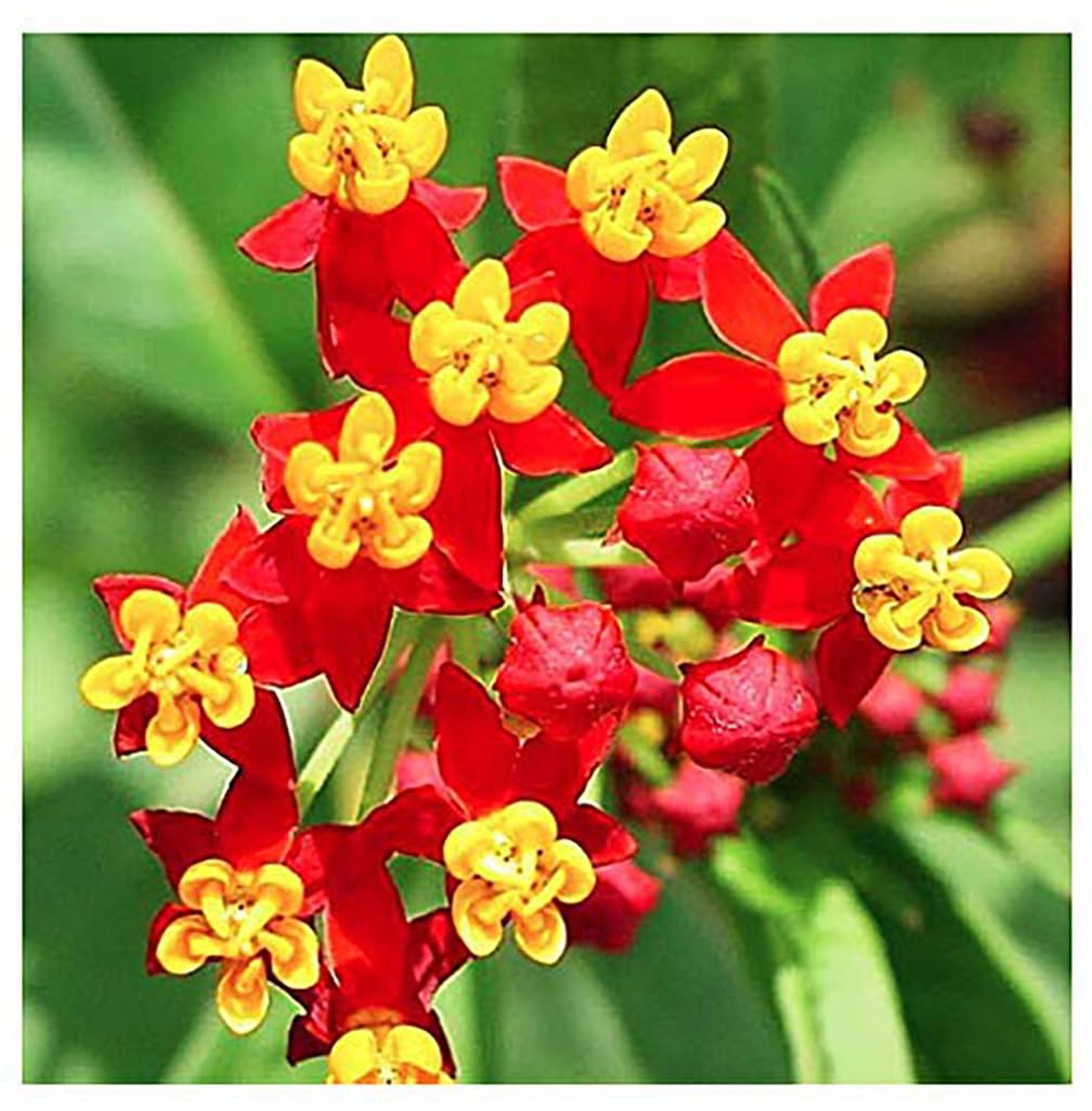 Marde Ross & Company Blood Flower Milkweed seeds ready for outdoor planting to attract pollinators.