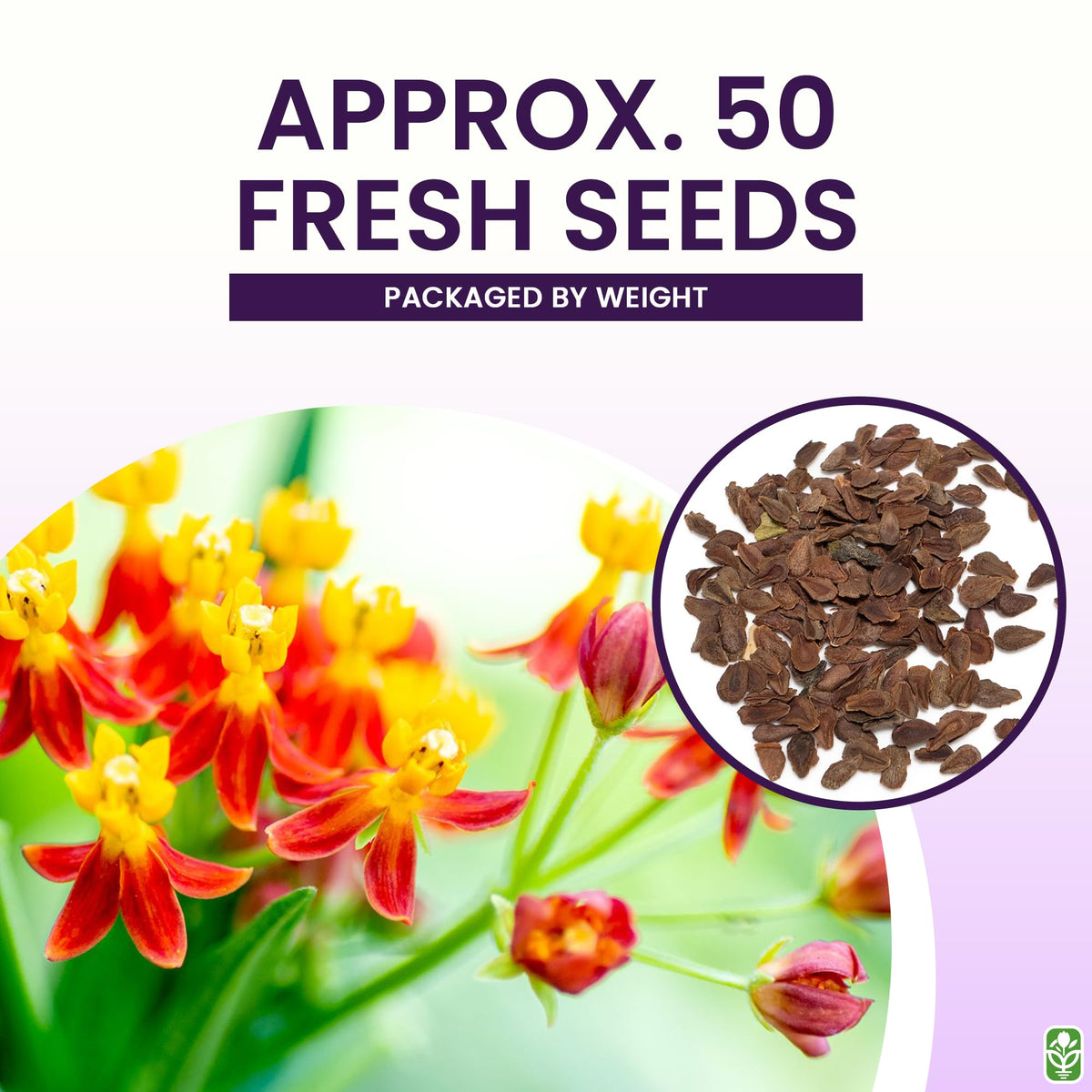 Marde Ross Blood Flower Milkweed seeds labeled USA-grown for trusted outdoor gardening.
