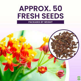 Marde Ross Blood Flower Milkweed seeds labeled USA-grown for trusted outdoor gardening.