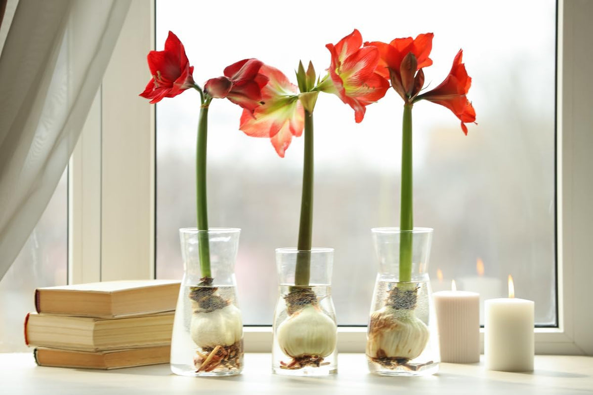 Marde Ross bare-root amaryllis bulb ready for planting.