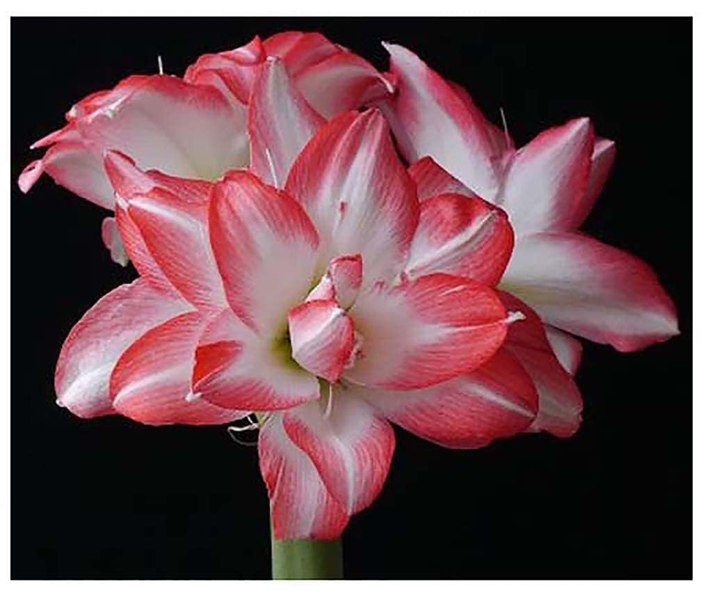 Marde Ross Blossom Peacock amaryllis bloom closeup with double white petals and red accents.
