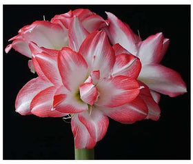Marde Ross Blossom Peacock amaryllis bloom closeup with double white petals and red accents.