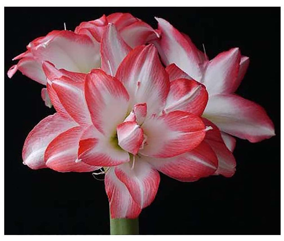 Marde Ross Blossom Peacock amaryllis bloom closeup with double white petals and red accents.