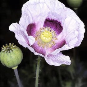 Blue Moon poppy seeds close-up showing pale petals with purple tint.