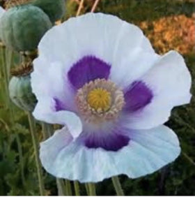 Marde Ross Blue Moon poppy seeds ready for hillside planting.