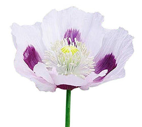 Marde Ross Blue Moon poppy seeds pack for vibrant garden displays.