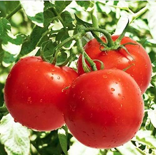 Marde Ross Bonny Best tomato seeds with compact vines for small-space gardens
