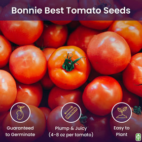 Marde Ross Bonny Best tomatoes in bright red clusters for home harvest
