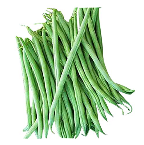 Marde Ross & Company Burpee Stringless Green Beans seed pack for easy home canning prep