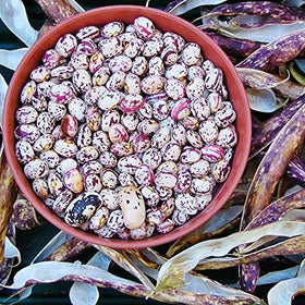 Marde Ross Tongue of Fire in a container, planted half to one inch deep.