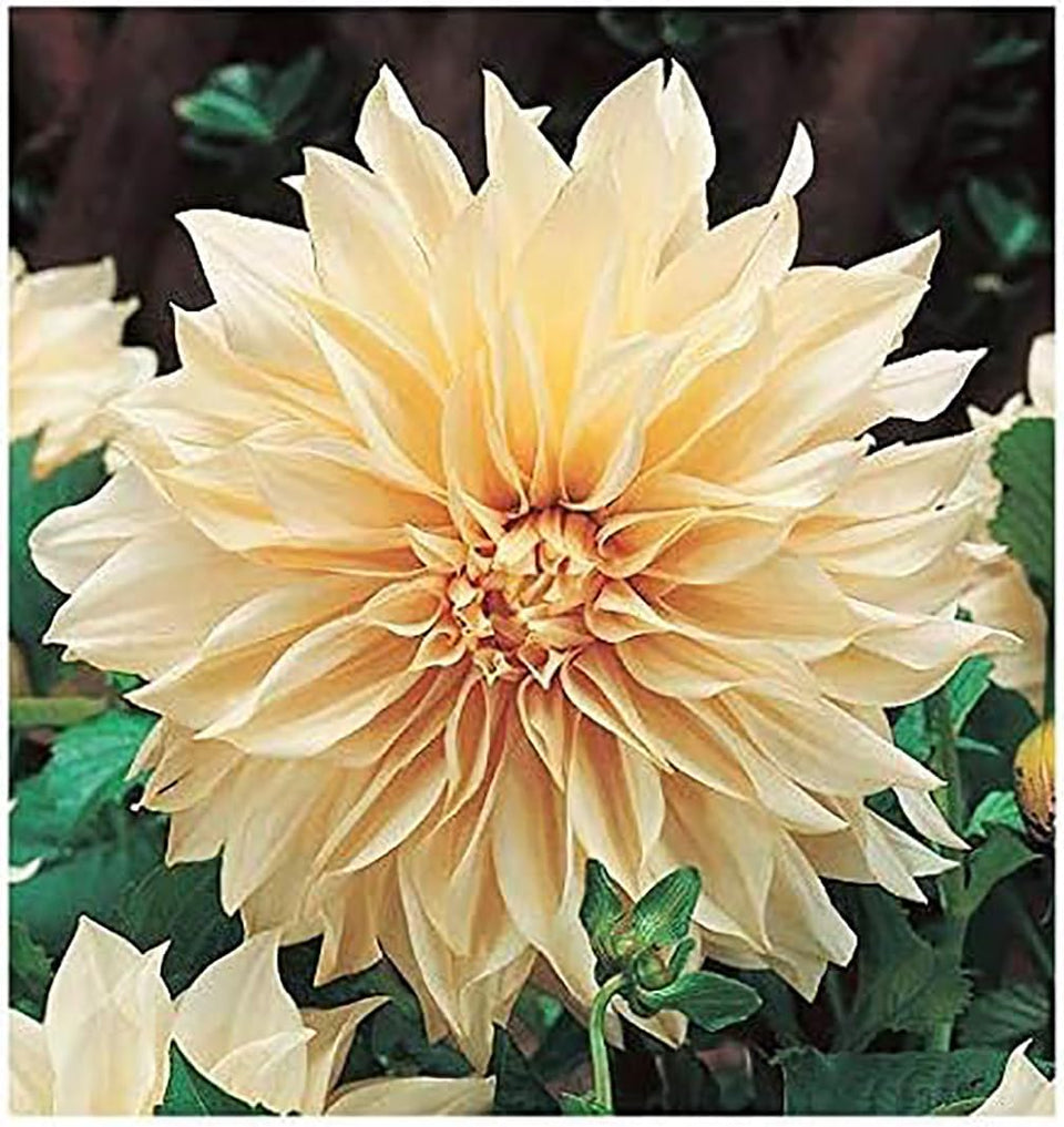Marde Ross Cafe Au Lait Dahlia tuber ready for spring planting in yellow