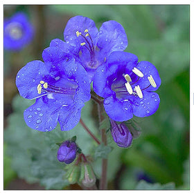 Marde Ross California Bluebells seeds pack ready for easy sowing in warm gardens
