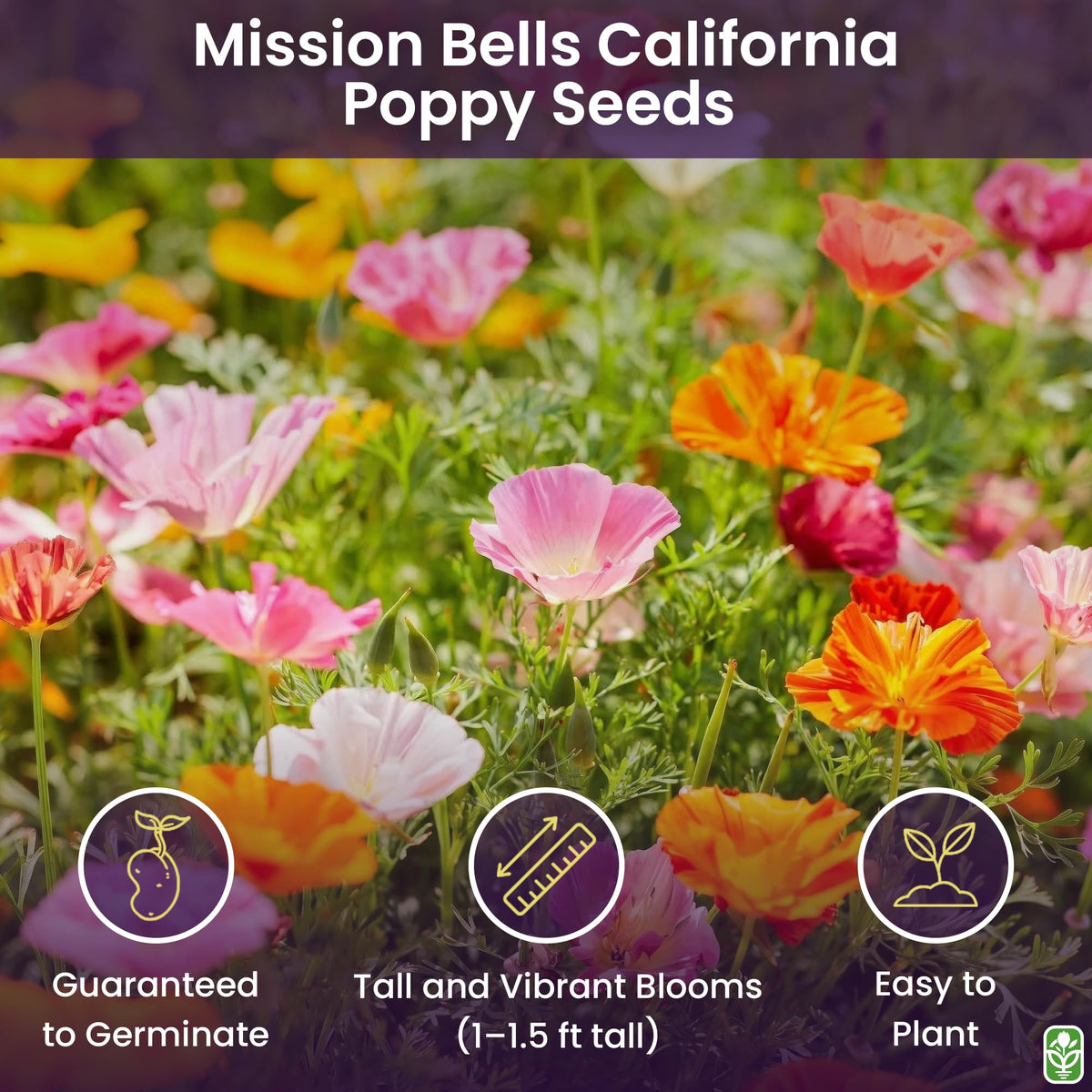 Close-up of Mission Bells bloom showing gold to pink petals for vibrant garden color.