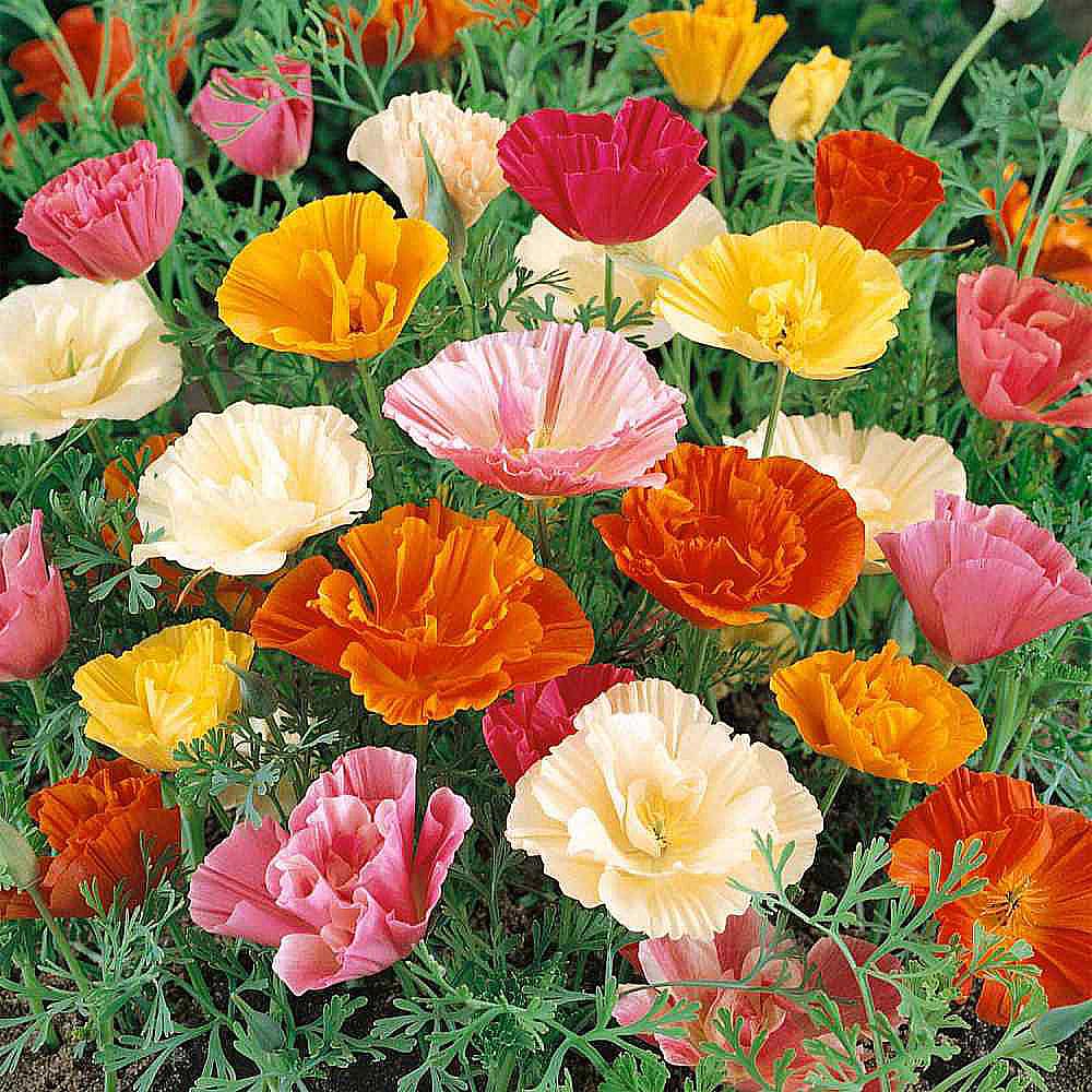Marde Ross & Company Mission Bells California Poppy Seeds pack ready to sow in sunny borders.
