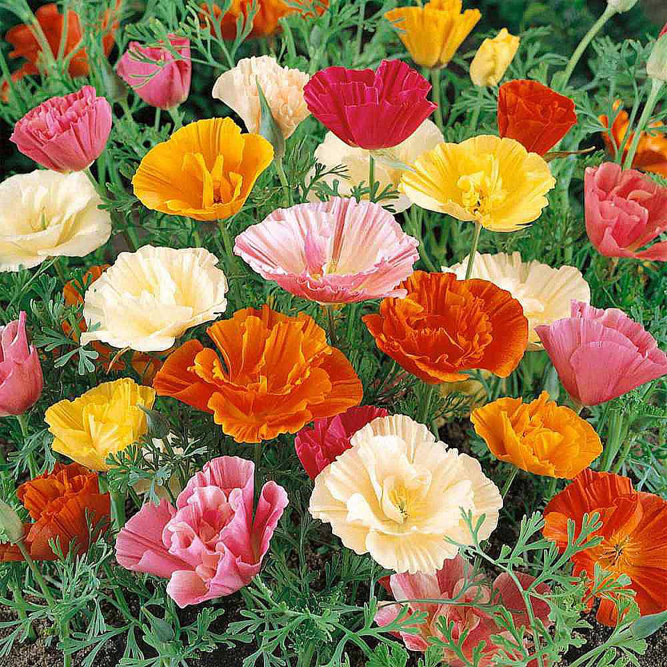 Marde Ross & Company Mission Bells California Poppy Seeds pack ready to sow in sunny borders.