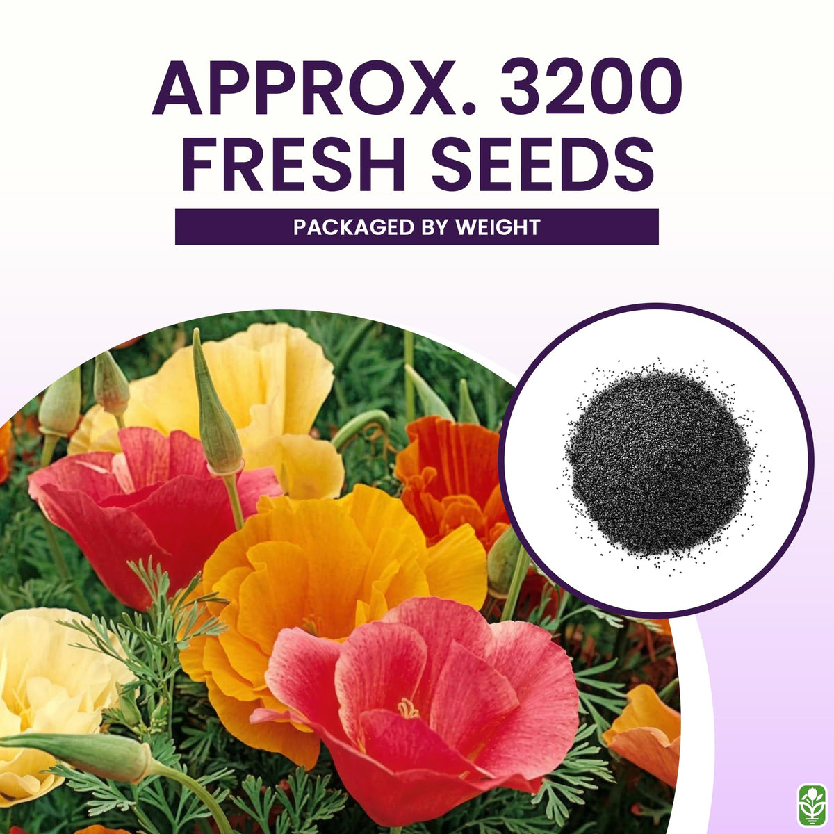 Sowing California poppy seeds in loamy soil under full sun for easy germination.