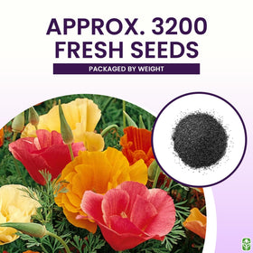 Sowing California poppy seeds in loamy soil under full sun for easy germination.