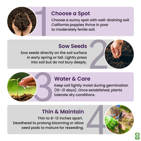 Bees visit Mission Bells poppies, supporting pollinator-friendly garden spaces.