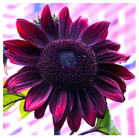 Marde Ross Chocolate Cherry sunflower seeds pack for vibrant home garden blooms.