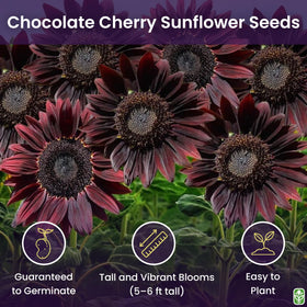 Marde Ross Chocolate Cherry sunflower seeds being planted to promote strong germination.