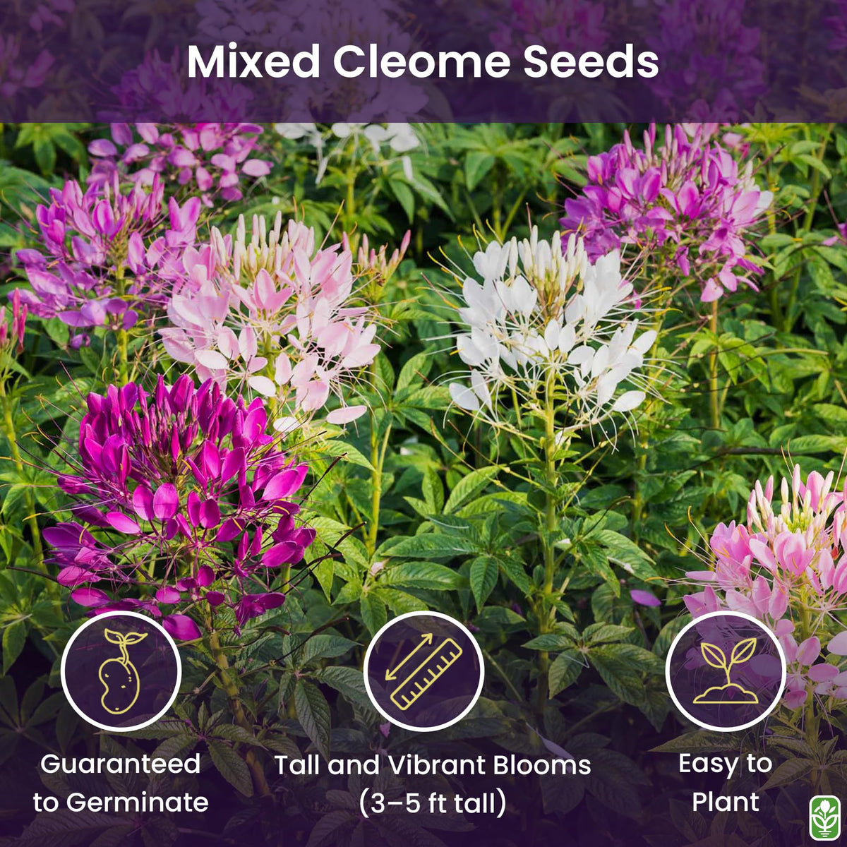 Marde Ross & Company cleome blooms framing a sunny border display.