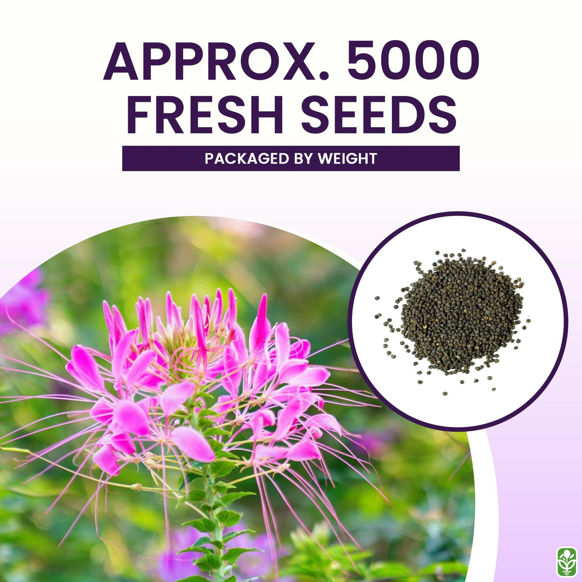 Marde Ross & Company tall cleome plants growing in a sunlit garden.