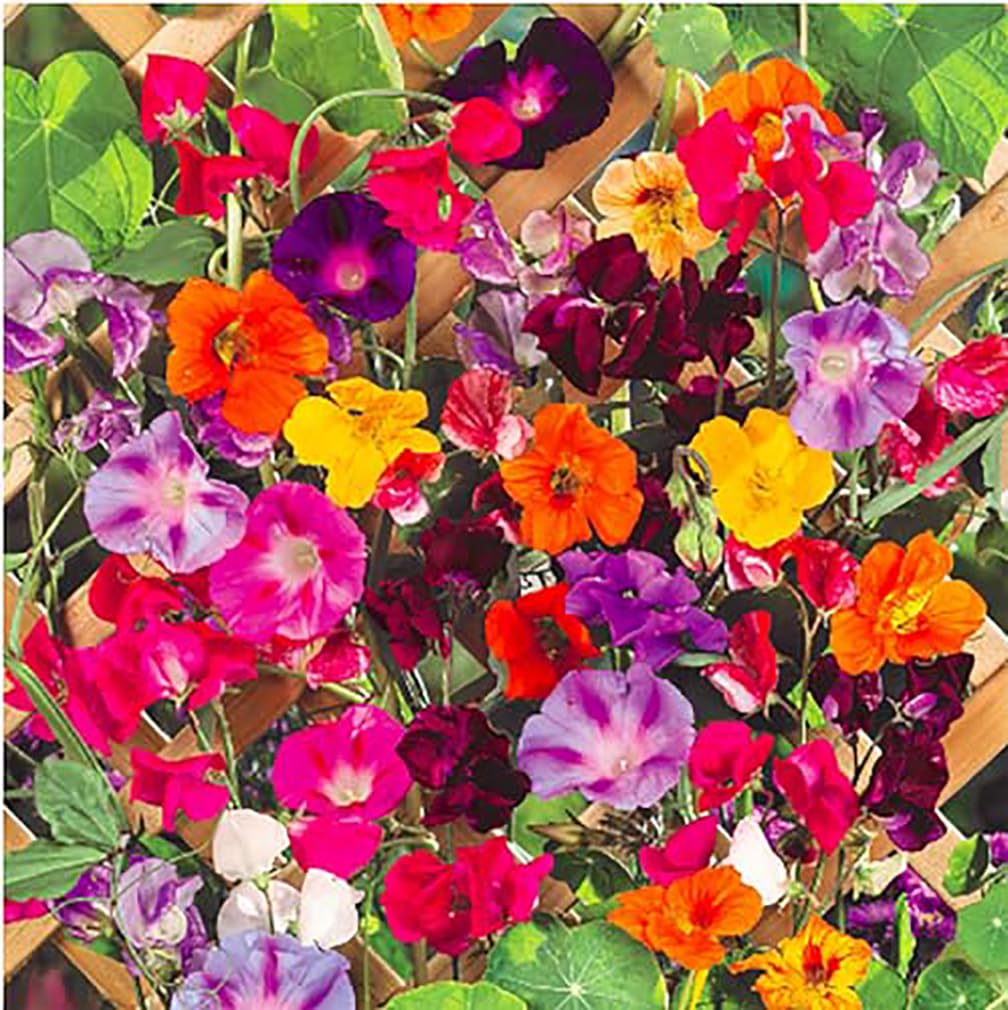 Marde Ross and Company climbing vine seeds mix for vibrant color on fences.