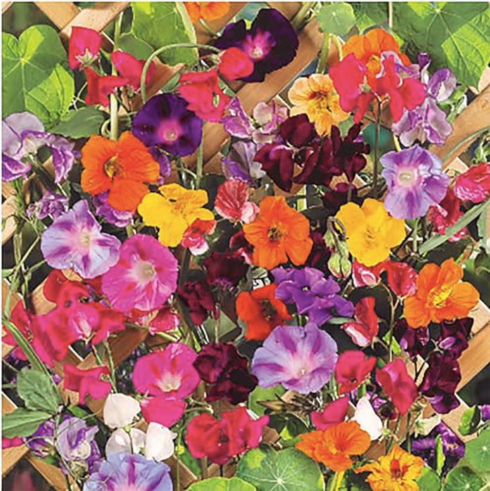 Marde Ross and Company climbing vine seeds mix for vibrant color on fences.