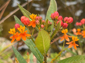 Deer and rabbit resistant Tropical Milkweed, low-maintenance garden addition from Marde Ross & Company.