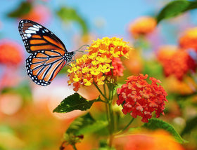 Tropical Milkweed blooms attracting monarchs and other pollinators in a sunny garden.