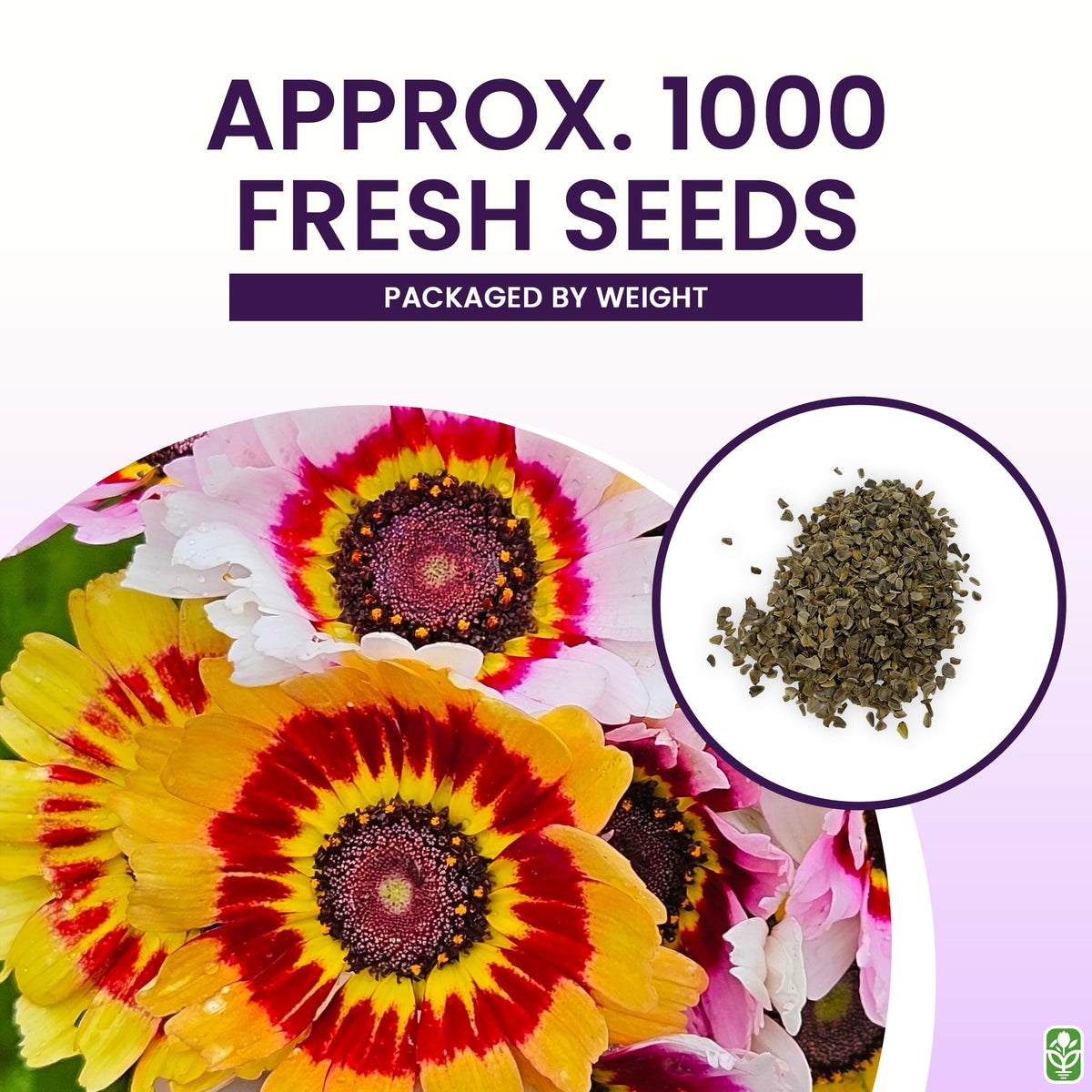 Marde Ross & Co Painted Daisy seeds offer cut-flower ready rainbow blooms for bouquets.