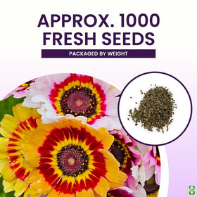 Marde Ross & Co Painted Daisy seeds offer cut-flower ready rainbow blooms for bouquets.