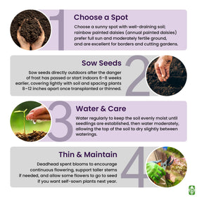 Marde Ross & Co Painted Daisy seeds are Non-GMO for garden variety experimentation.