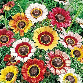 Marde Ross & Co Painted Daisy seeds reveal rainbow colors for sunny borders.