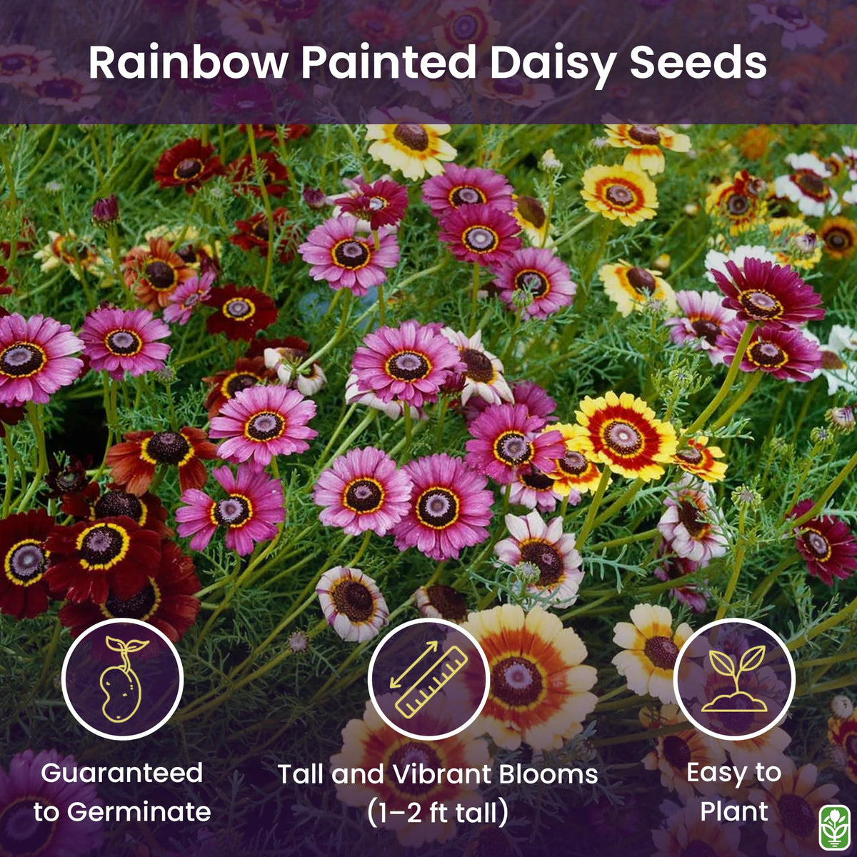 Marde Ross & Co Painted Daisy seeds create bright bloom for containers and borders.
