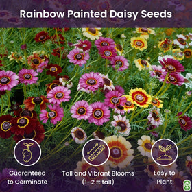 Marde Ross & Co Painted Daisy seeds create bright bloom for containers and borders.