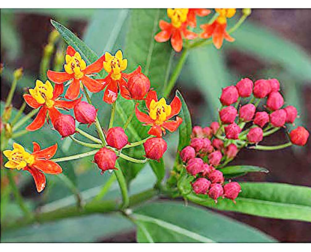 Marde Ross & Company Tropical Milkweed seeds ready for planting to attract monarchs.