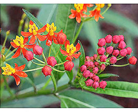 Marde Ross & Company Tropical Milkweed seeds ready for planting to attract monarchs.